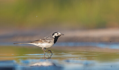 white wagtail walking on water with reflection