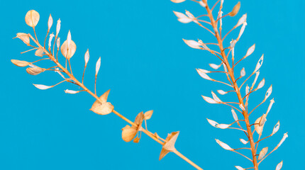 a sprig of dry grass stands on a beautiful background