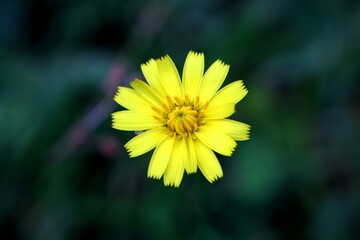 yellow flower in the garden