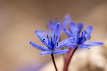 Blue scilla (Scilla siberica) in early spring, close up.