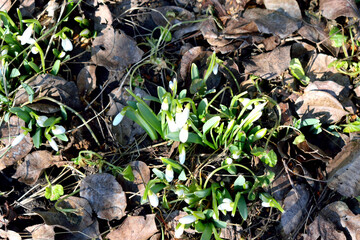 snowdrops bloom in the forest, close-up as a texture for background