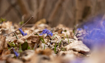 Blue scilla (Scilla siberica) in early spring, close up.