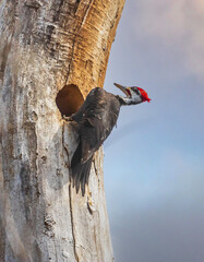 Pileated woodpecker on a tree trunk