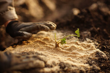 Process of planting strawberry seedlings in the soil with sand