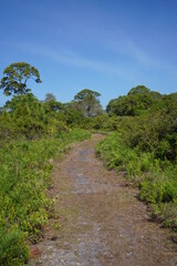 Fototapeta na wymiar This is a cool hiking path in south Florida 