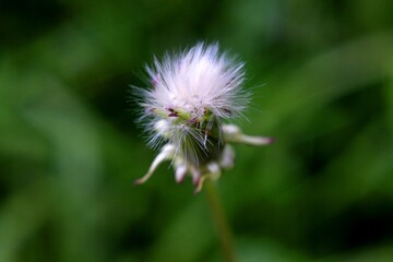dandelion