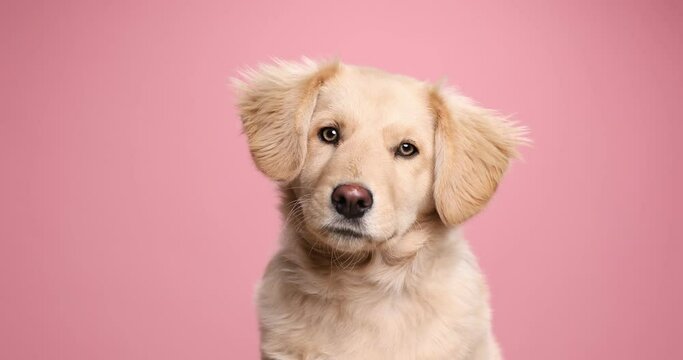 cute little Labrador retriever puppy looking around and sitting on pink background in studio