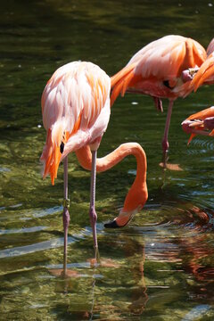 Beautiful photo of a pink flamingo in the water. This photo was taken in Florida. 