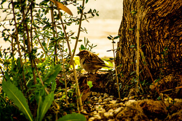 naturaleza