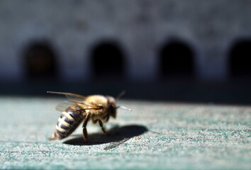 Biene schlüpft in einen Bienenstock