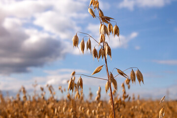Ripe oatmeal in the field, ready for harvest.
