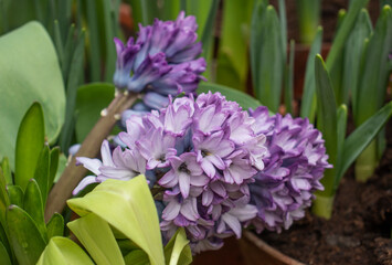 Hyacinth flower seedlings in the store