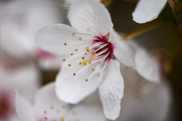 white cherry blossom macro flowers