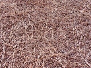 Dry wild grapes with fallen leaves. Dry branches on ground background. Climbing creeper plants.
