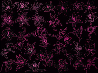 magenta lily flowers thirty two silhouettes isolated on black