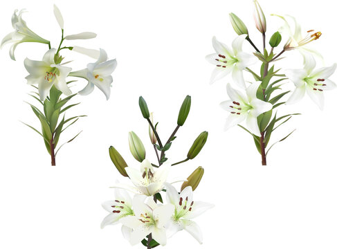 three isolated white lily blossoming branches