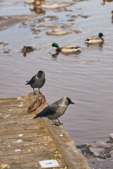 Jackdaws look at ducks from the height of the bridge.