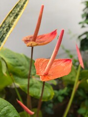 red and yellow flower