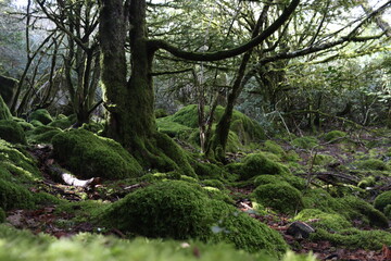 beautiful forest of trees rivers waterfalls water green moss moisture