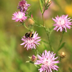 A bumblebee sits on a pink flower and extracts nectar.