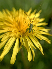 Green grasshopper on a bright yellow dandelion.