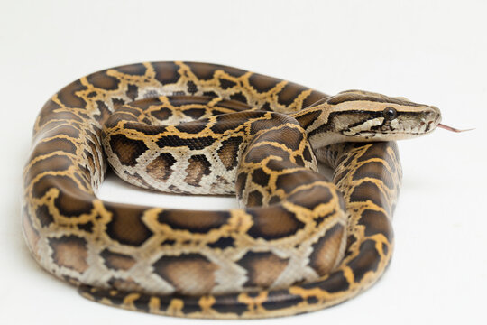 Snake Burmese Python, Python molurus bivittatus, isolated on white background
