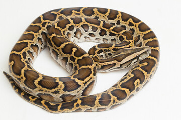 Snake Burmese Python, Python molurus bivittatus, isolated on white background
