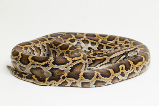 Snake Burmese Python, Python molurus bivittatus, isolated on white background
