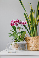 home plants stand on the table, sansevieria and orchid for interior decoration, take care of home plants water and moisten the flowers and plants in your home