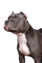 Portrait of the head of a purebred American Bully or Bulldog female with cropped ears isolated on a white background