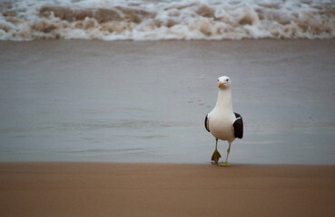 seagull on the beach