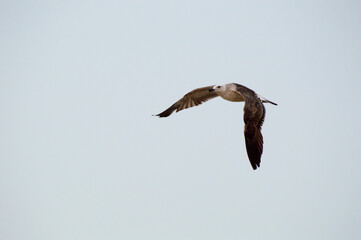 bird in flight
