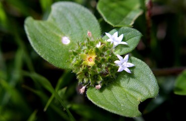 flowers