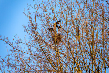early spring, nest with crows on a tree without leaves against a blue sky