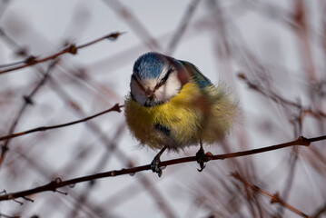 Blue tit on a branch