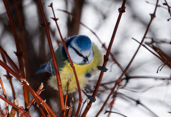 blue tit on a branch. 