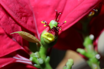 jardinería foto macro