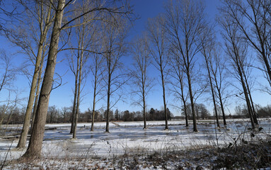 Trees on the outskirts of Herkenbosch in Netherlands.