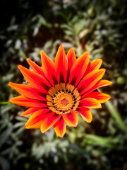 orange dahlia flower