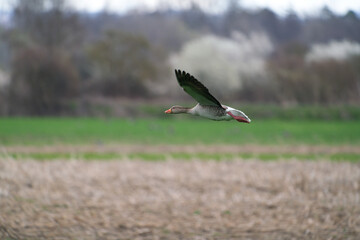 a greylag goose, Anser anser, in flight