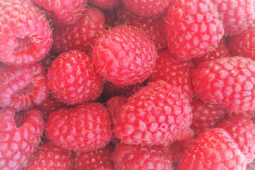 Red raspberry background, big ripe berries, ready for eating. Healthy lifestyle, tasty eating.