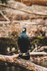 Kormoran in Ufernähe