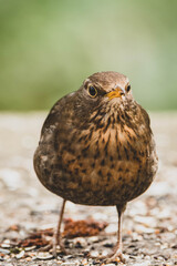 Amsel Nahaufnahme Stadtpark