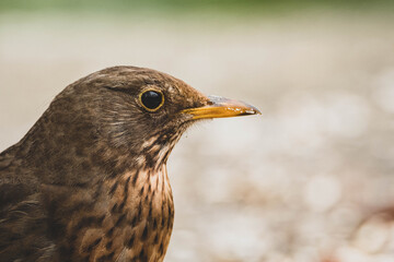 Amsel Nahaufnahme Stadtpark