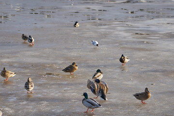 Ducks are looking for food on the frozen river.