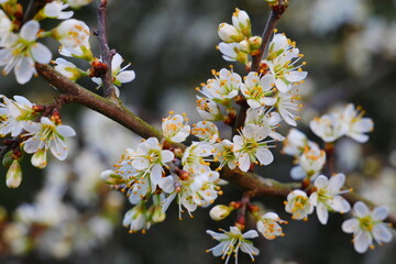 Prunus spinosa close up of white spring blossoms of blackthorn