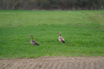 An pair Egyptian Goose on the green grass
