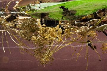 Close-up of different plants under water