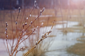 spring background, branches of pussy willow with buds in early spring, pussy willow - a symbol of Easter Sunday