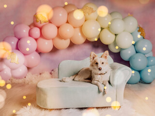 First birthday smashcake photo session with a balloon rainbow and a corgi puppy in a photo studio